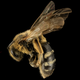 Image for article titled These Exquisite Bee Photographs Reveal Every Delicate Hair, Antenna, and Wing